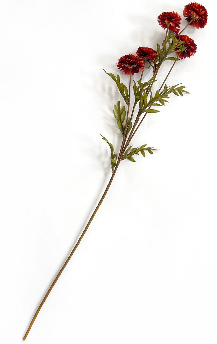 Aster Rust - PVH