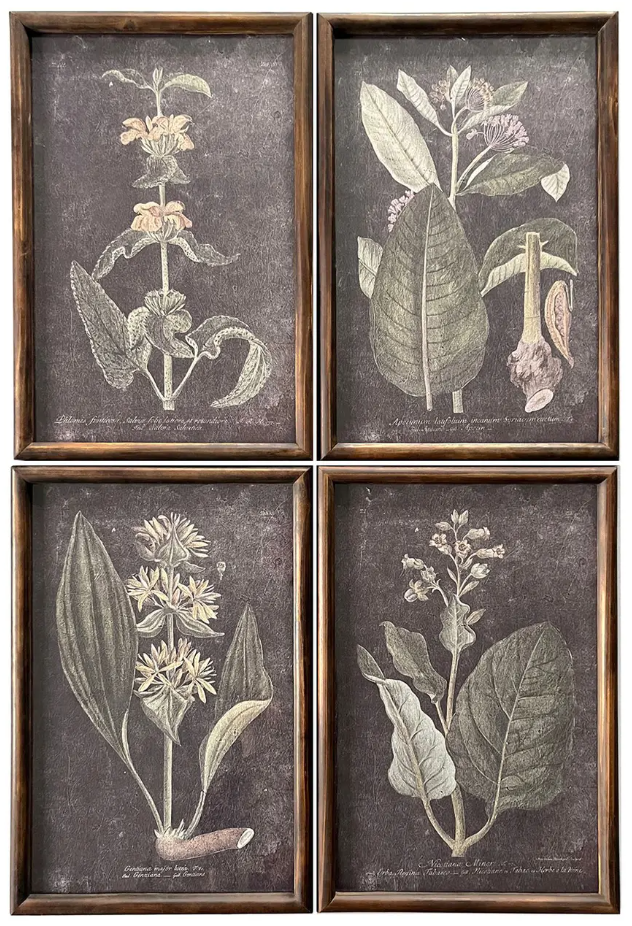 Noir Botanical Prints Set of 4 - PVH