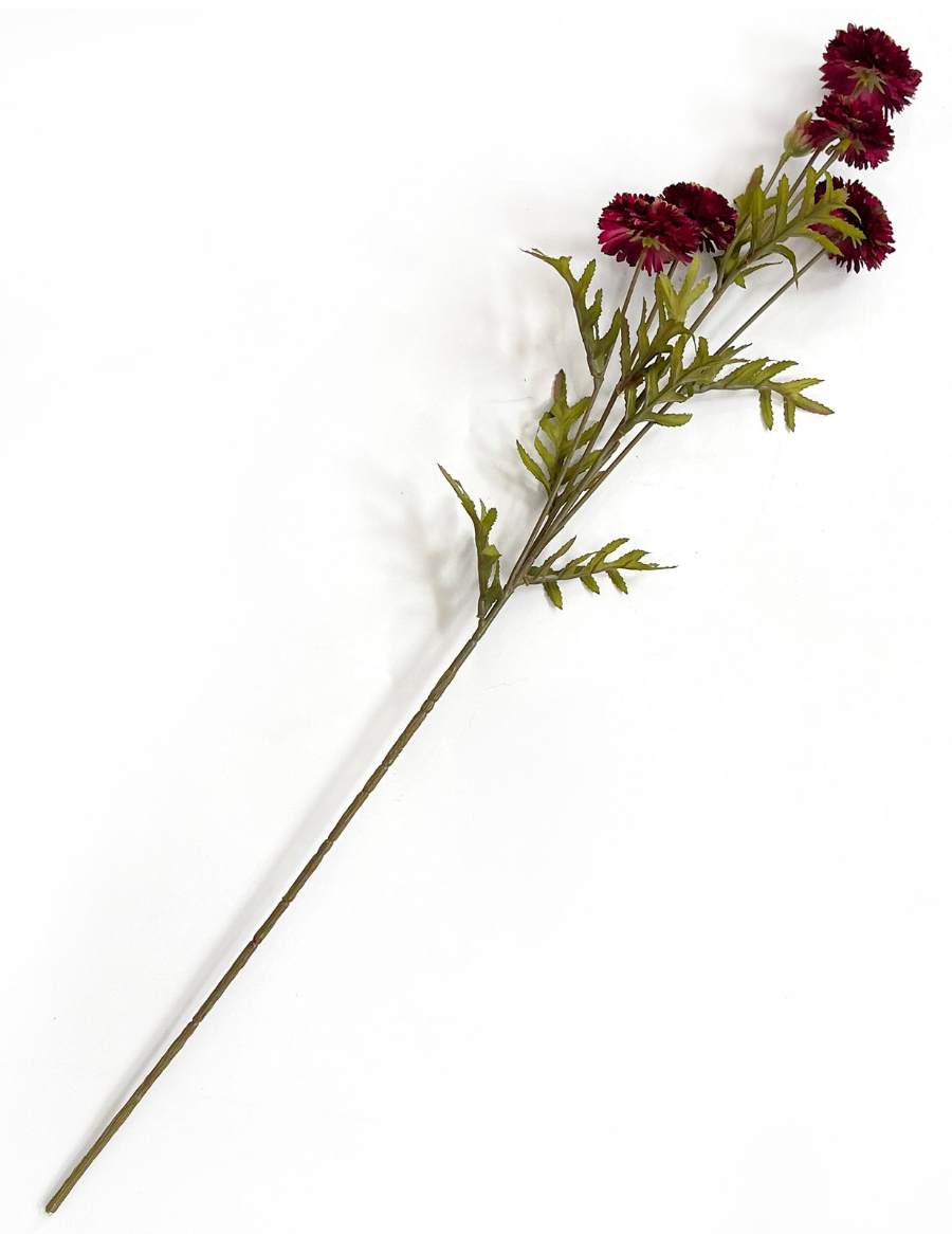 Aster Wine - PVH